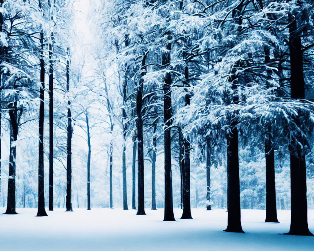 Winter Forest Scene with Tall Trees and Blue Hue