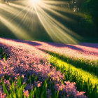 Sunbeams on Vibrant Purple Flowers in Natural Setting