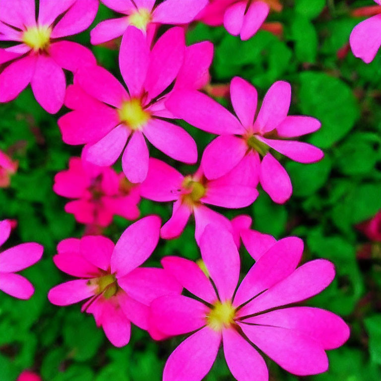 Colorful Pink Flowers with Five Petals and Yellow Centers on Green Leaves