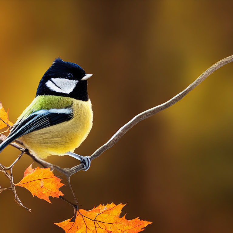 Colorful Great Tit bird on branch with orange leaves in soft-focus autumnal setting