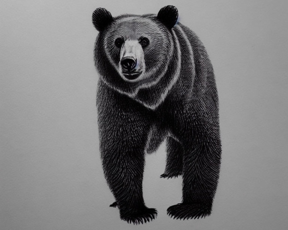 Detailed Black and White Standing Bear Illustration on Grey Background