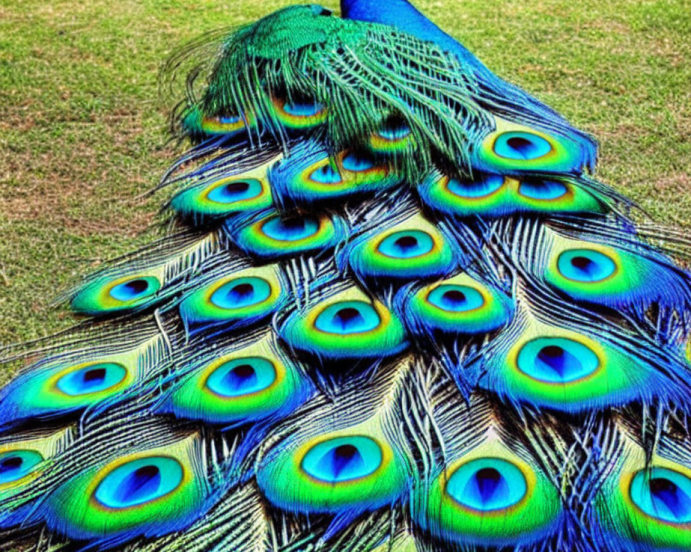 Colorful Peacock with Iridescent Blue and Green Tail Feathers