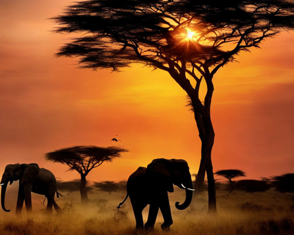 African savannah sunset with elephants under acacia tree