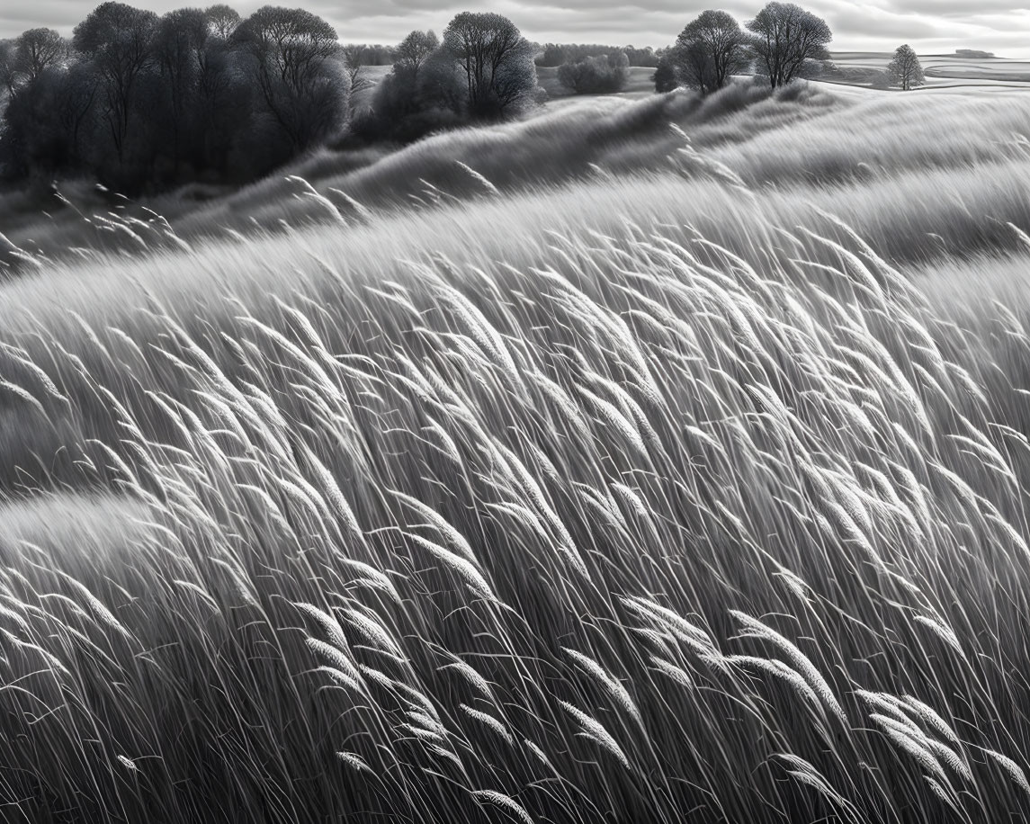 Grayscale image of wind-swept field with tall grasses and trees under cloudy sky