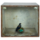 Surreal image: Box with blue feathers nest & small bird, green moss
