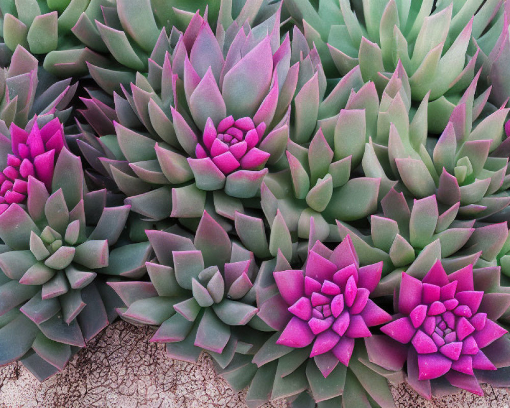 Colorful Cluster of Green and Purple Succulents in Arid Soil