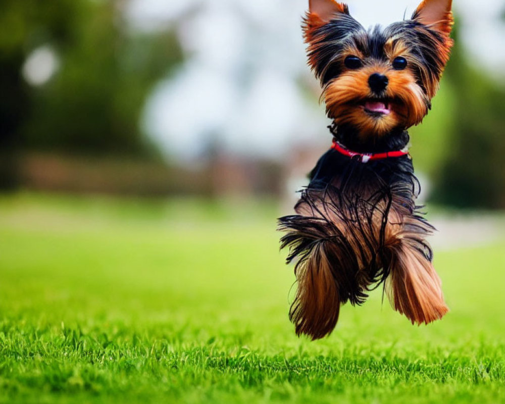 Yorkshire Terrier with glossy coat playing on green lawn with red collar