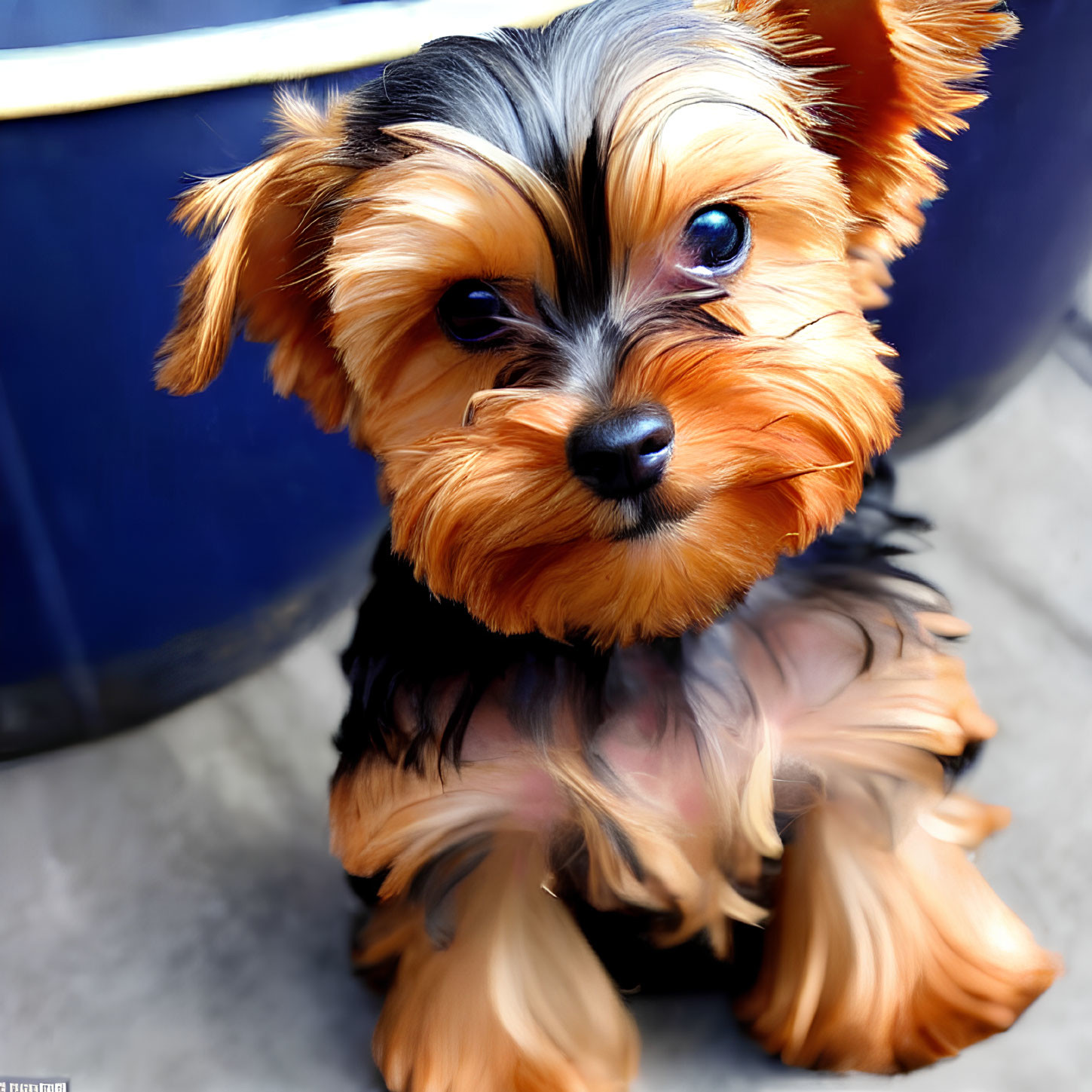 Yorkshire Terrier with glossy fur and blue eyes sitting by blue object