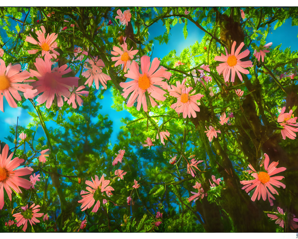 Pink flowers under sunny blue sky with lush green tree branches - a vibrant low-angle view