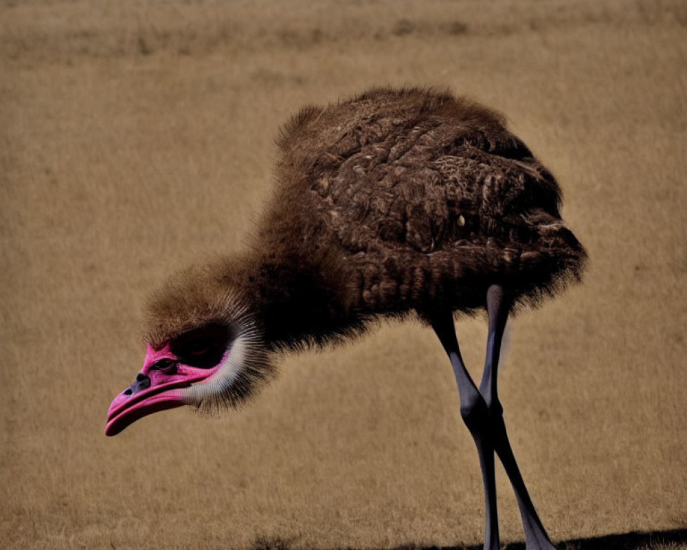 Young ostrich with fluffy brown body and pink beak in grassy field