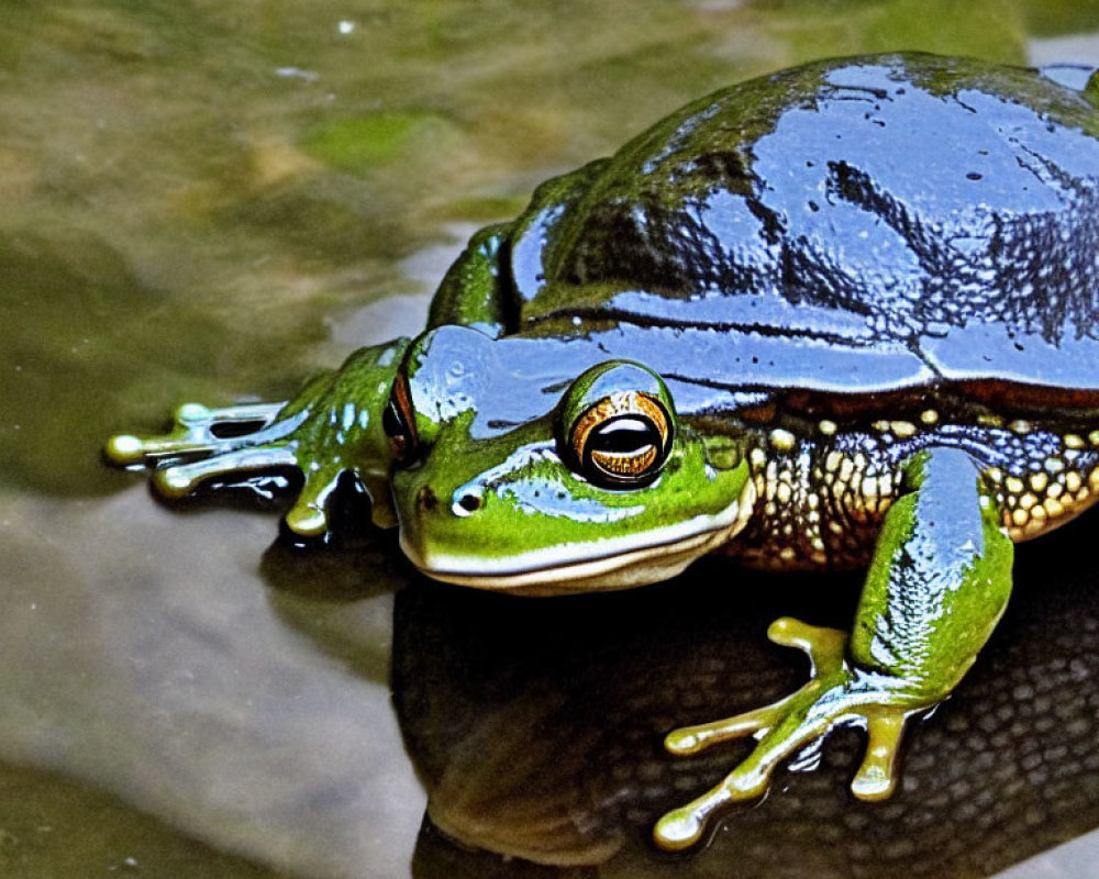 Vibrant Green Frog with Yellow Eyes on Wet Rock