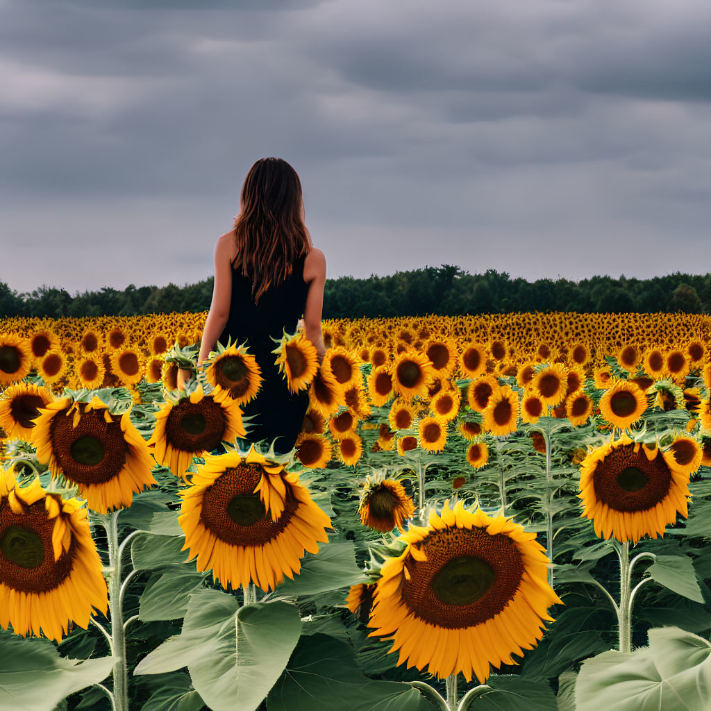 Woman in Black Dress Surrounded by Sunflowers in Field