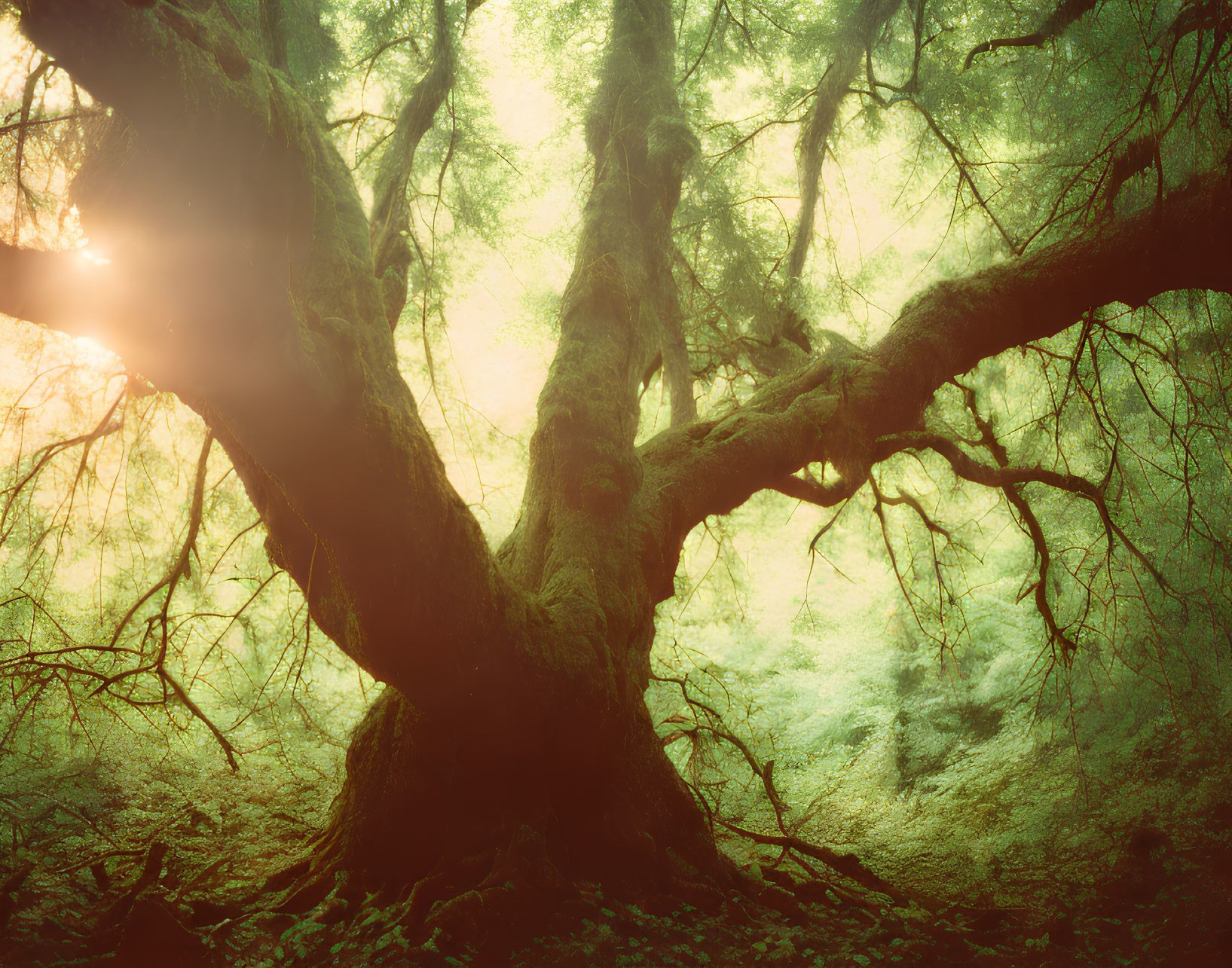 Sunlit mystical forest with ancient, sprawling tree