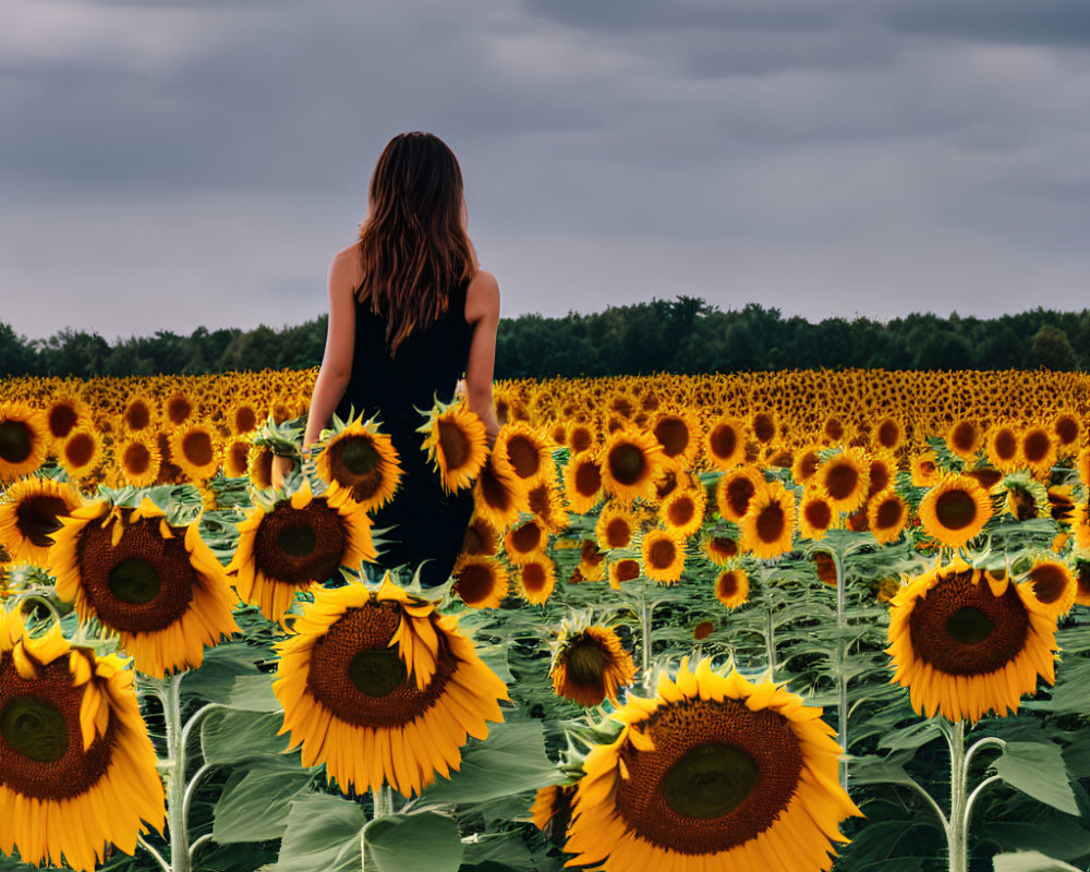 Woman in Black Dress Surrounded by Sunflowers in Field
