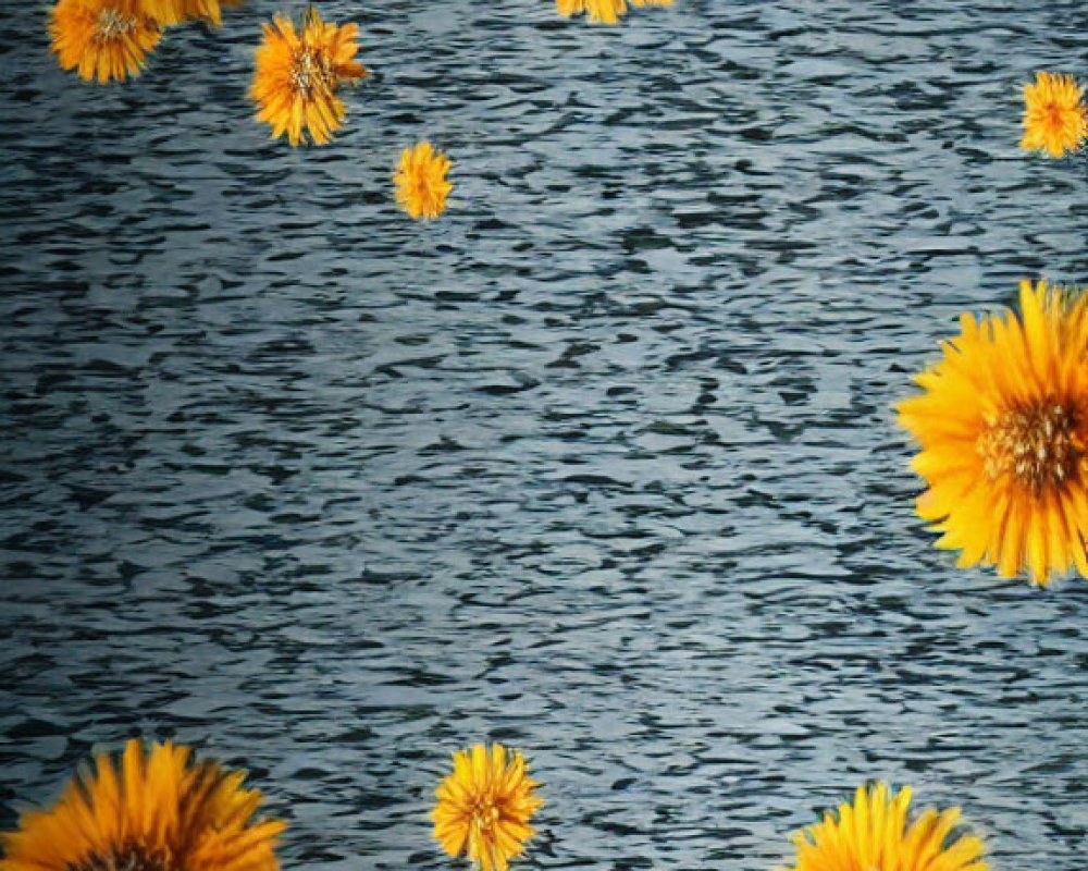 Colorful orange and yellow flowers on rippling water surface