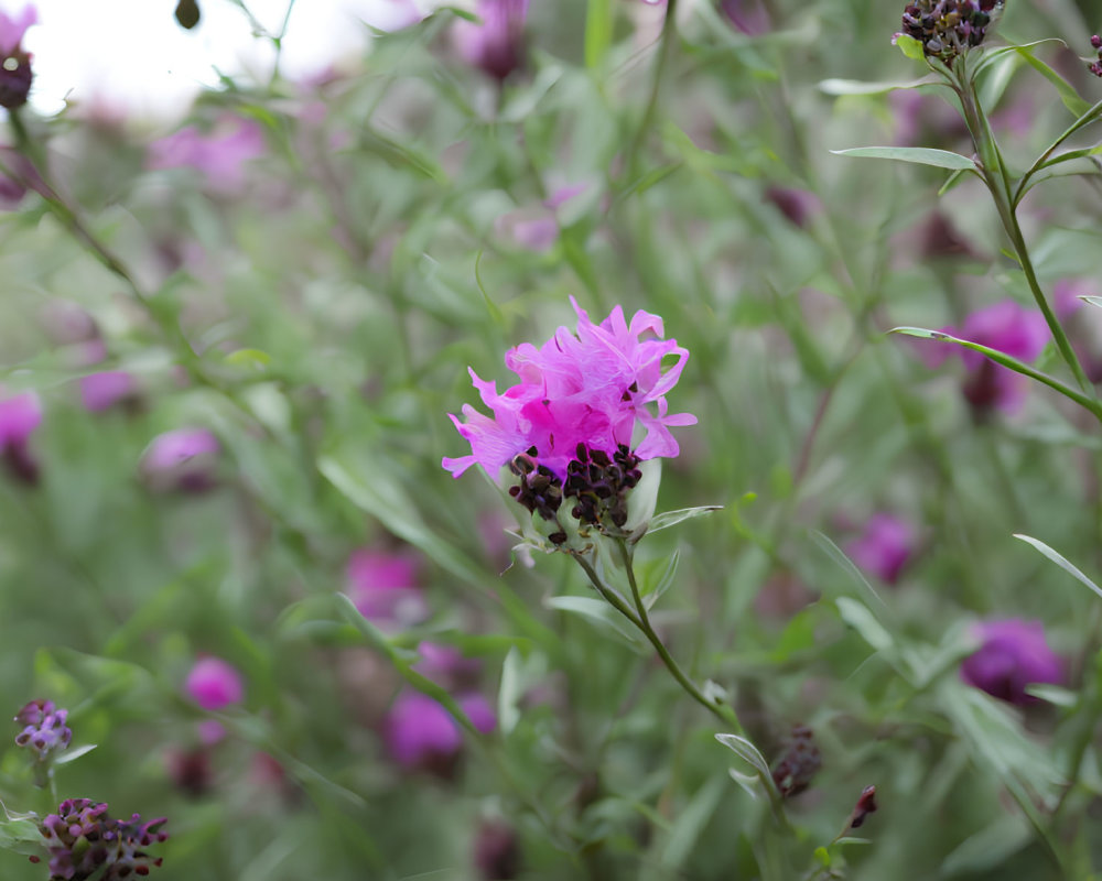 Pink Flower Surrounded by Green Stems and Purple Flowers