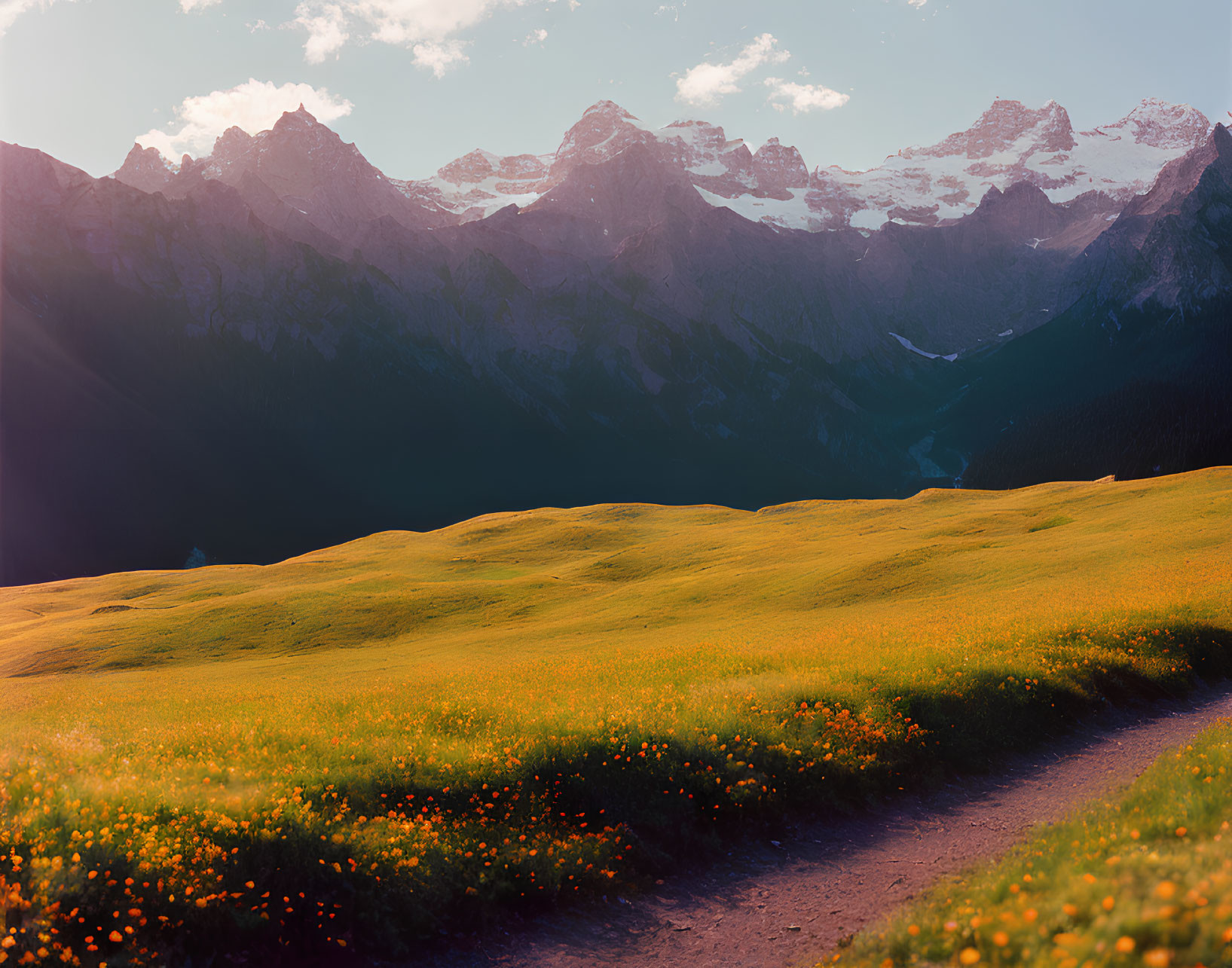 Scenic flower-filled meadow with snowy mountains in the background