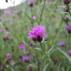 Pink Flower Surrounded by Green Stems and Purple Flowers