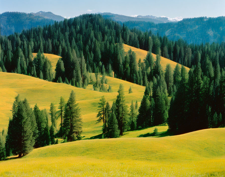 Scattered Green Trees on Rolling Hills Under Clear Blue Sky