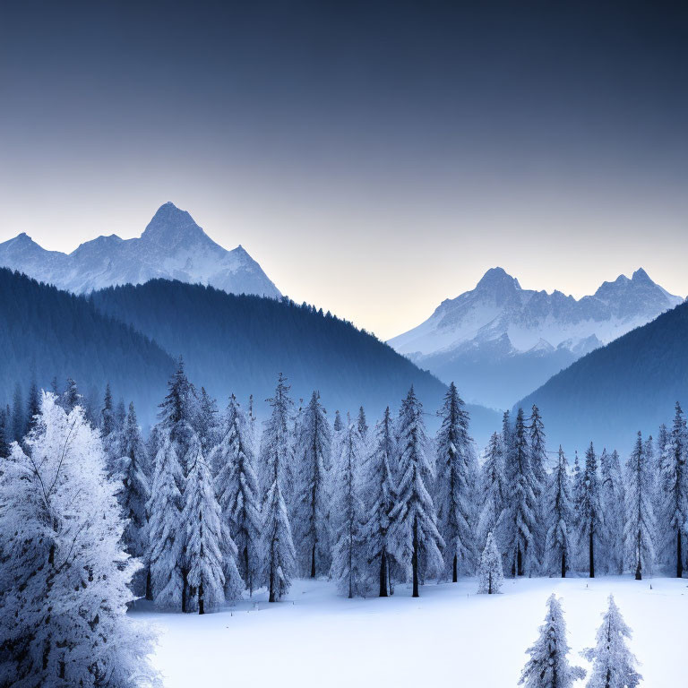 Frosted evergreen forest with snowy trees and misty mountains at twilight