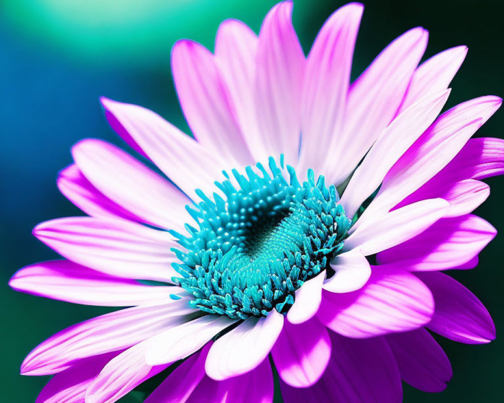 Vibrant pink daisy with blue center on blurred green backdrop
