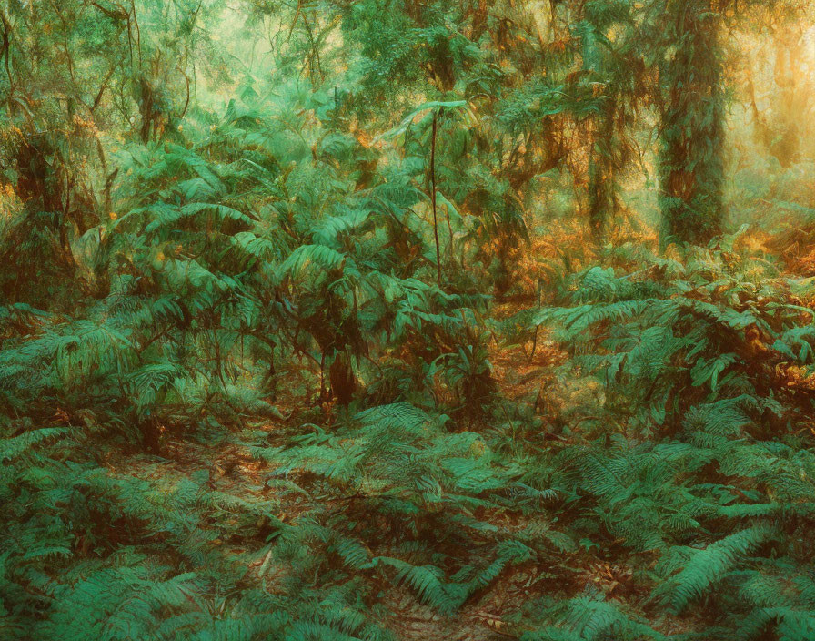 Lush forest with ferns and mystical green and orange light