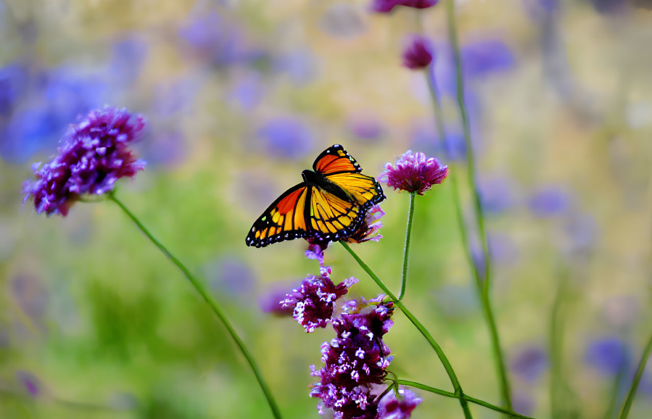 Colorful monarch butterfly on purple flower with soft-focus background
