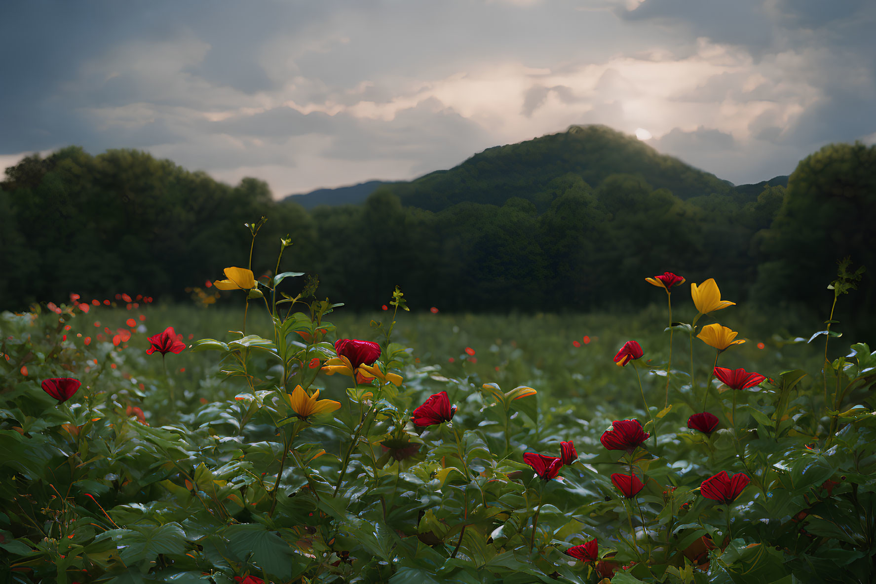 Vibrant red and yellow flower field under dramatic sky with sunbeams over forested mountain