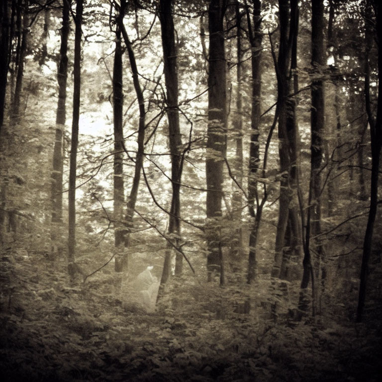 Sepia-tone dense forest with slender tree trunks and thick underbrush