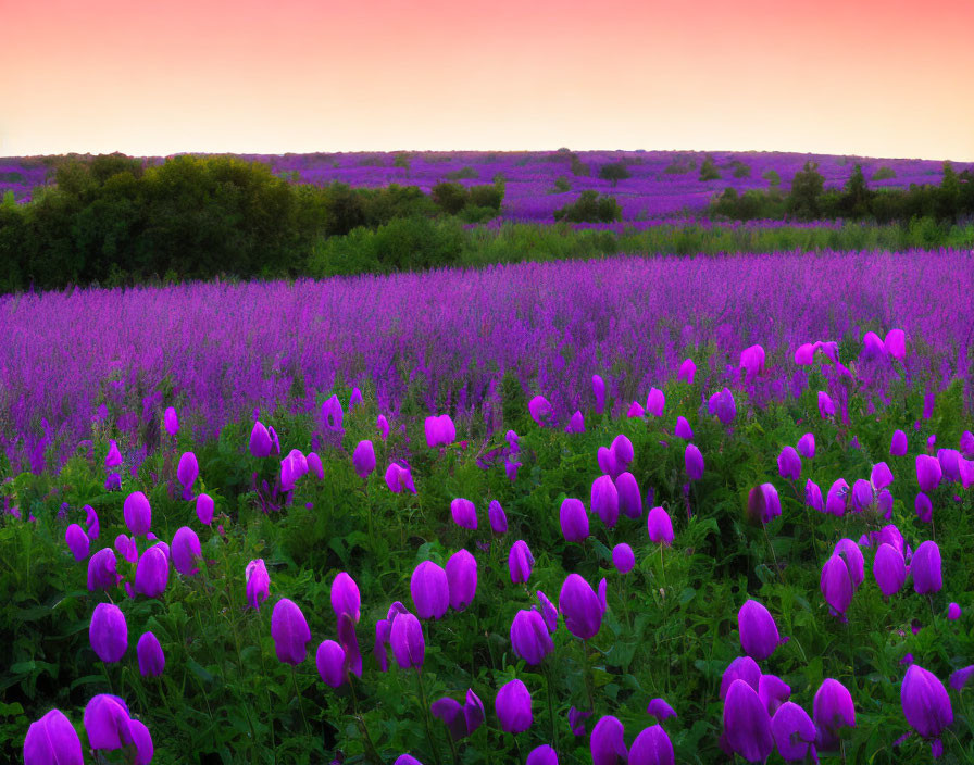 Serene Dusk Landscape with Purple Wildflowers, Green Trees, and Pink Sky