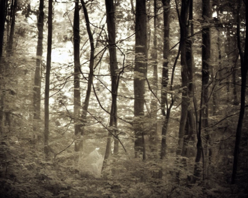 Sepia-tone dense forest with slender tree trunks and thick underbrush