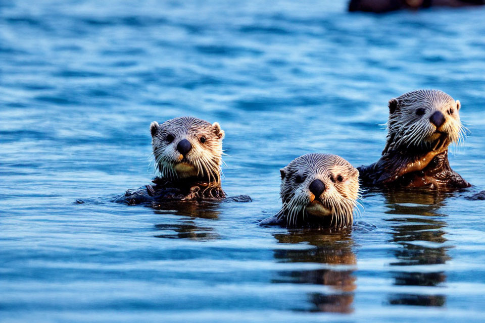 Three Otters Floating in Blue Water with Heads Poking Out