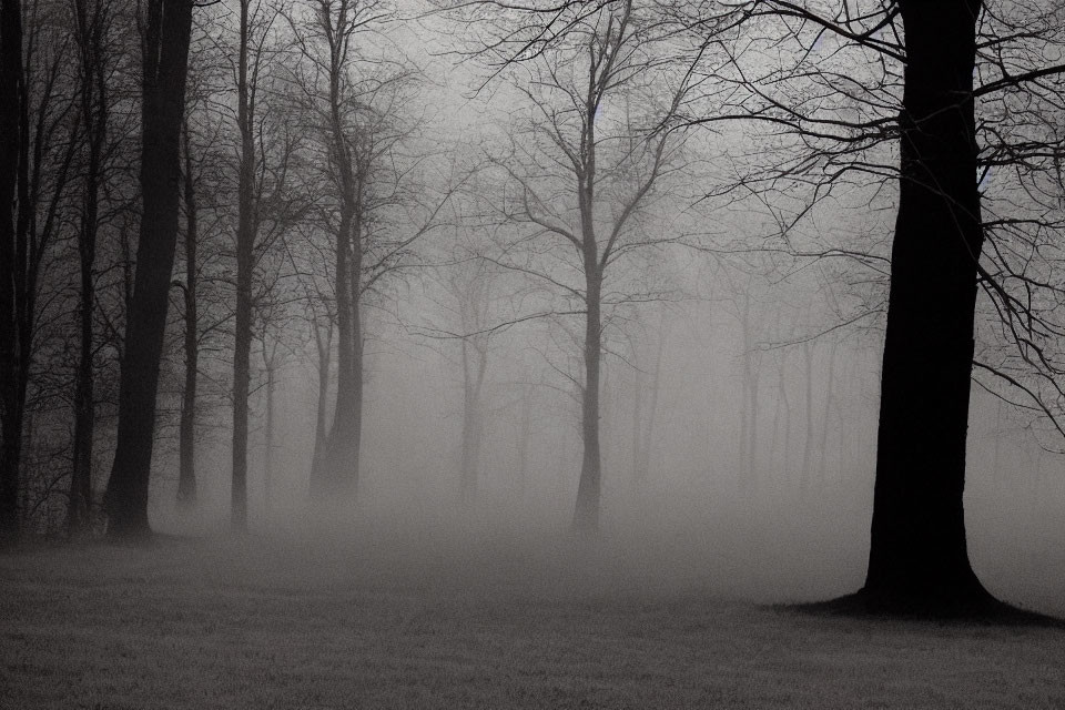 Monochrome misty forest with eerie bare tree silhouettes