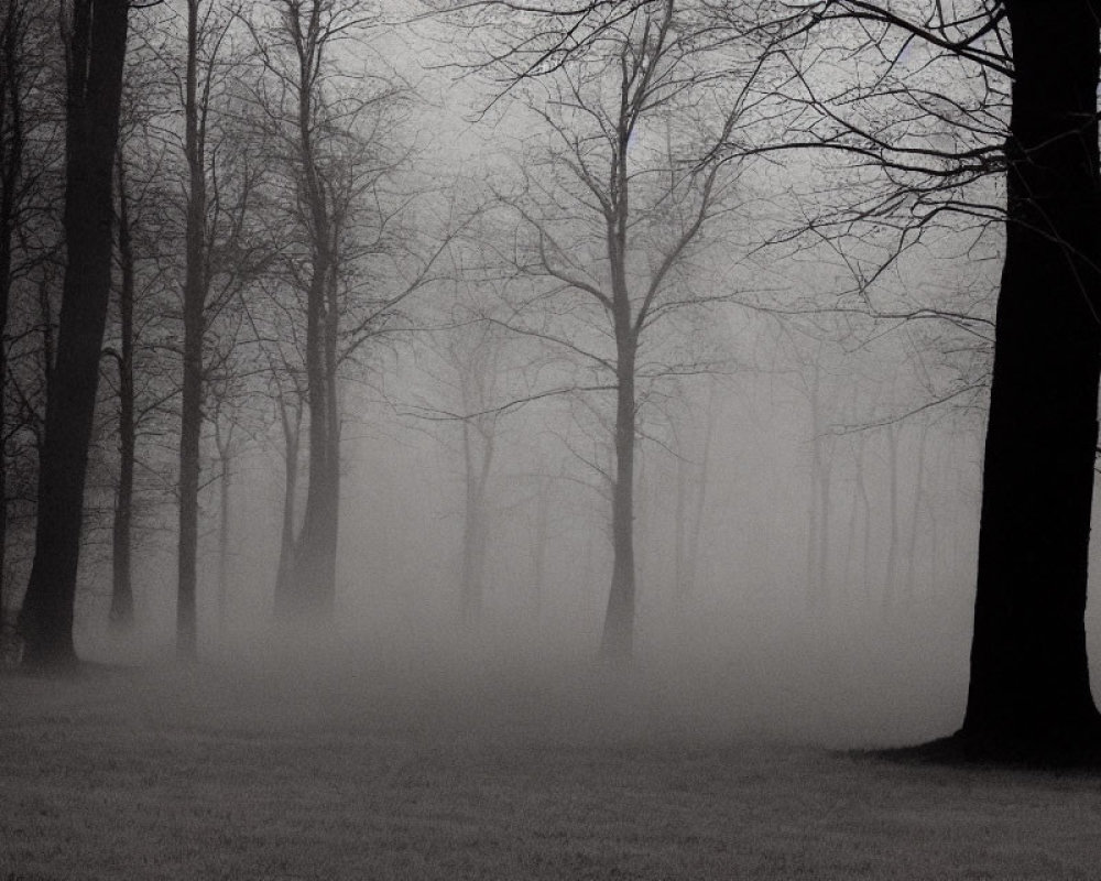 Monochrome misty forest with eerie bare tree silhouettes