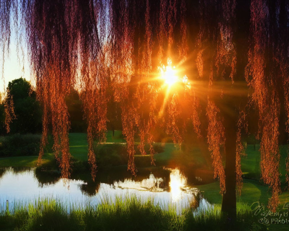 Tranquil pond scene at sunset with weeping willow branches