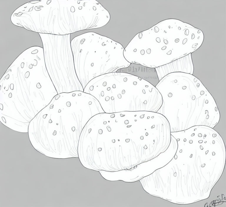 Detailed monochrome sketch of various-sized mushroom cluster with speckled caps and visible gill patterns