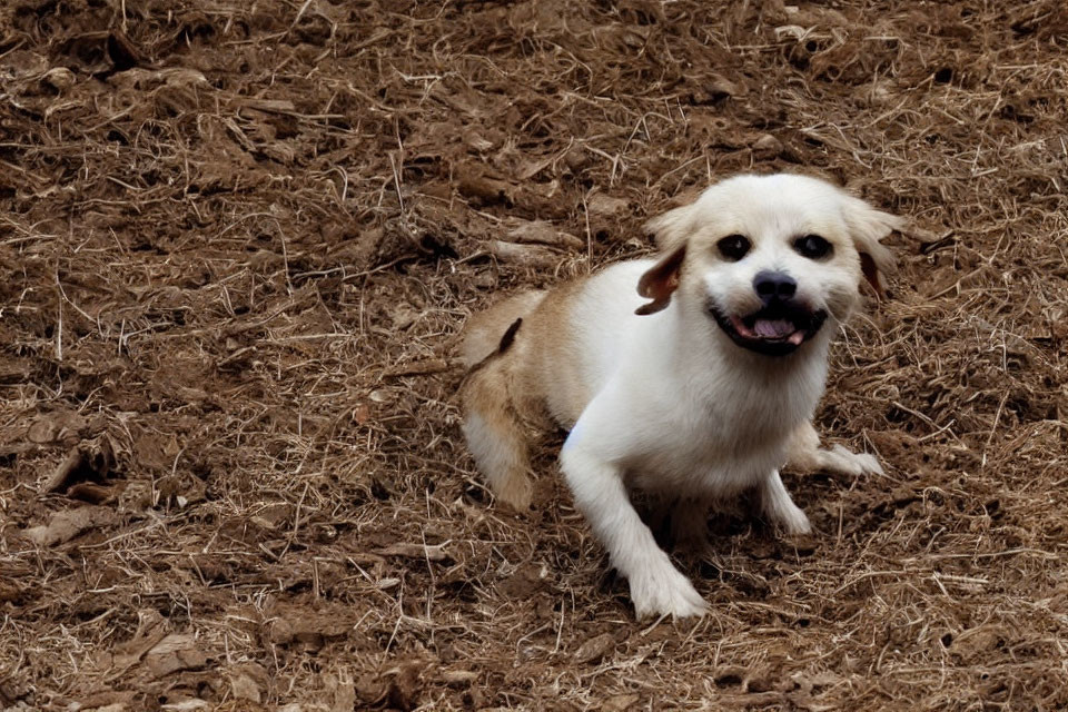 Small Light-Colored Dog with Happy Expression on Dry Soil
