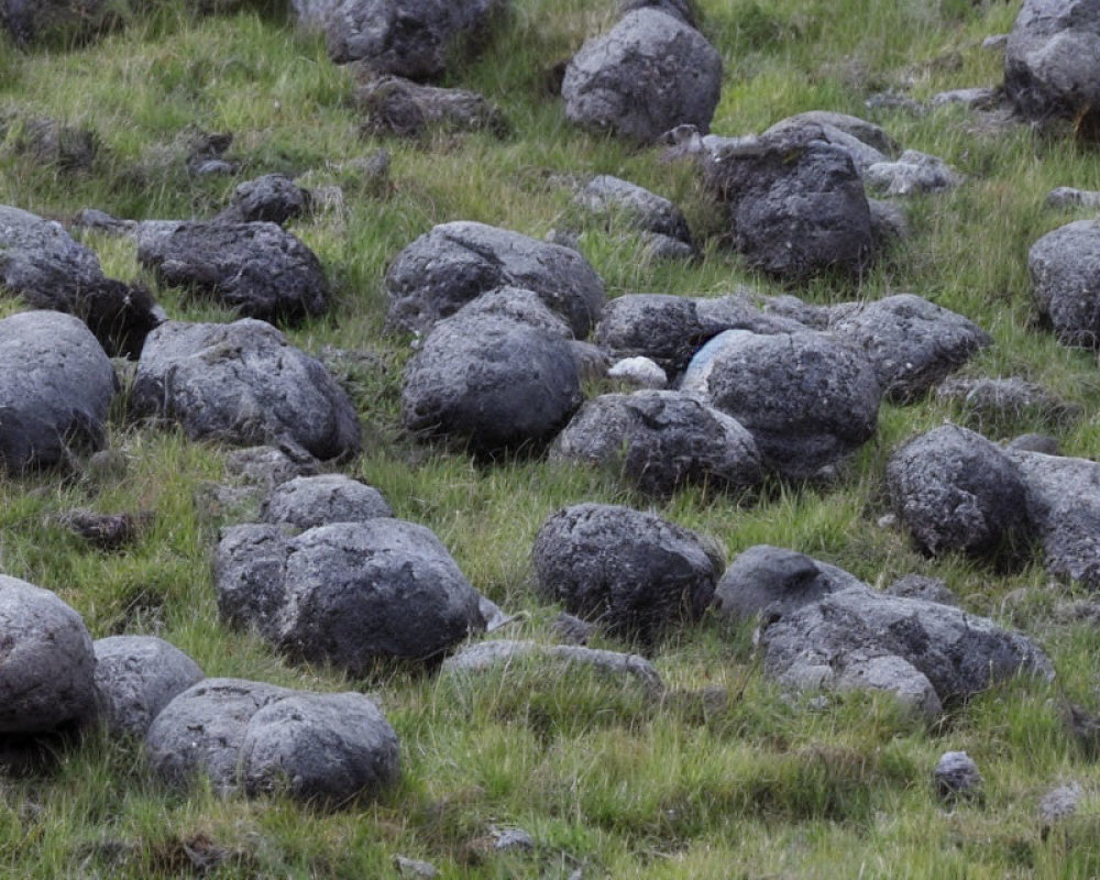 Rocky Field with Large Weathered Stones on Grass Terrain