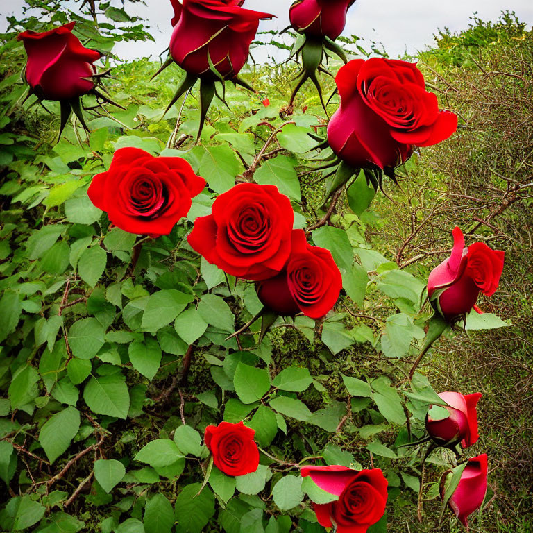 Lush red roses blooming in green foliage backdrop