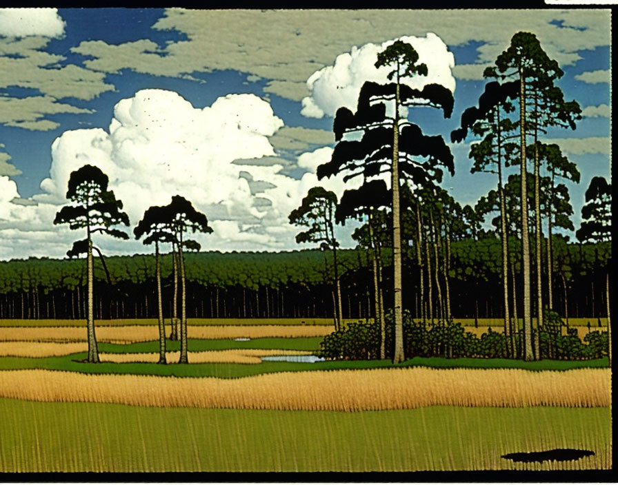 Serene landscape with tall pine trees, blue sky, white clouds, and yellow field