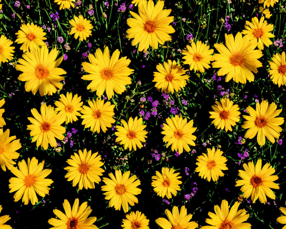 Bright Yellow Daisy-Like Flowers with Dark Green Leaves and Small Purple Blooms
