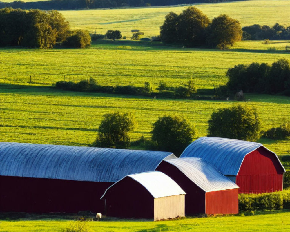 Red barns with white roofs in green field, hills, and trees under sunlight
