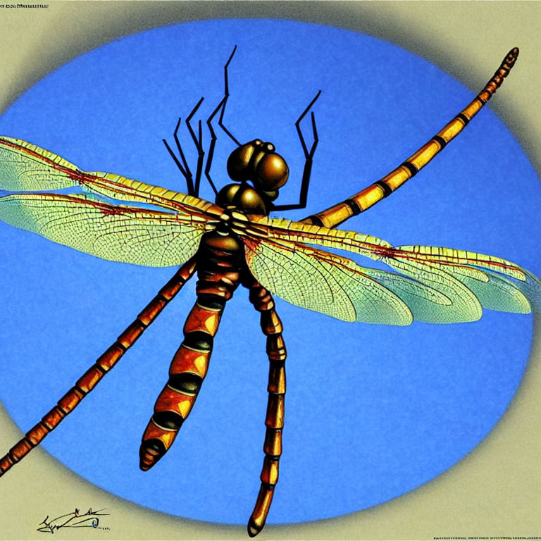 Detailed Dragonfly Illustration with Transparent Wings on Blue Bubbled Background