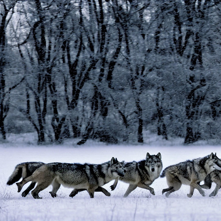 Group of wolves crossing snowy landscape with bare trees