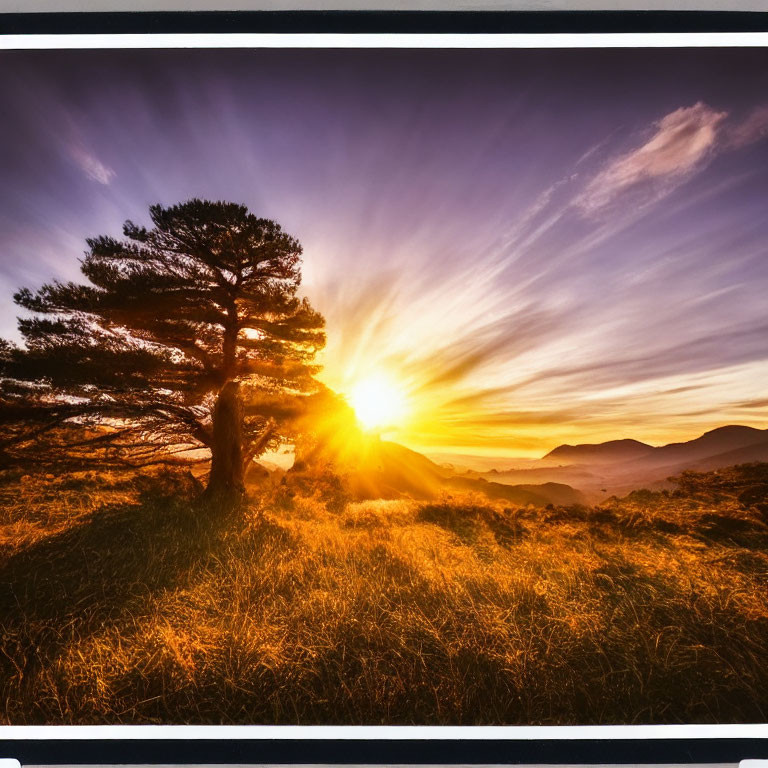 Solitary tree against stunning sunrise over hilly landscape