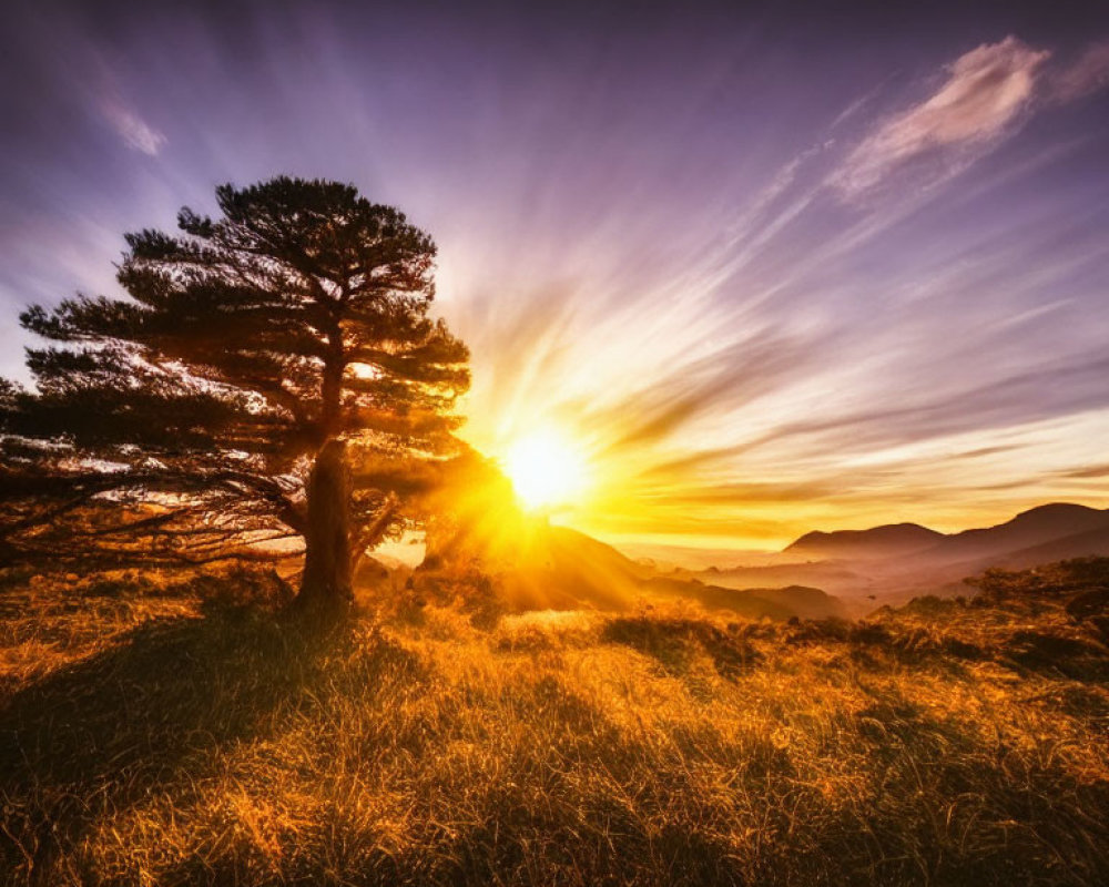 Solitary tree against stunning sunrise over hilly landscape
