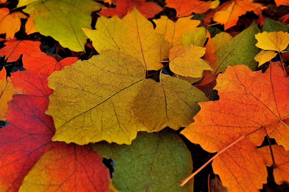 Colorful Autumn Leaves in Yellow, Orange, and Red Layers