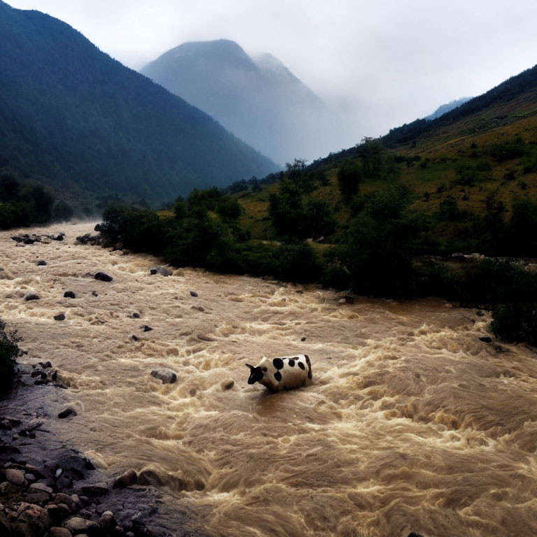 Stranded cow in swollen river with green hills and fog