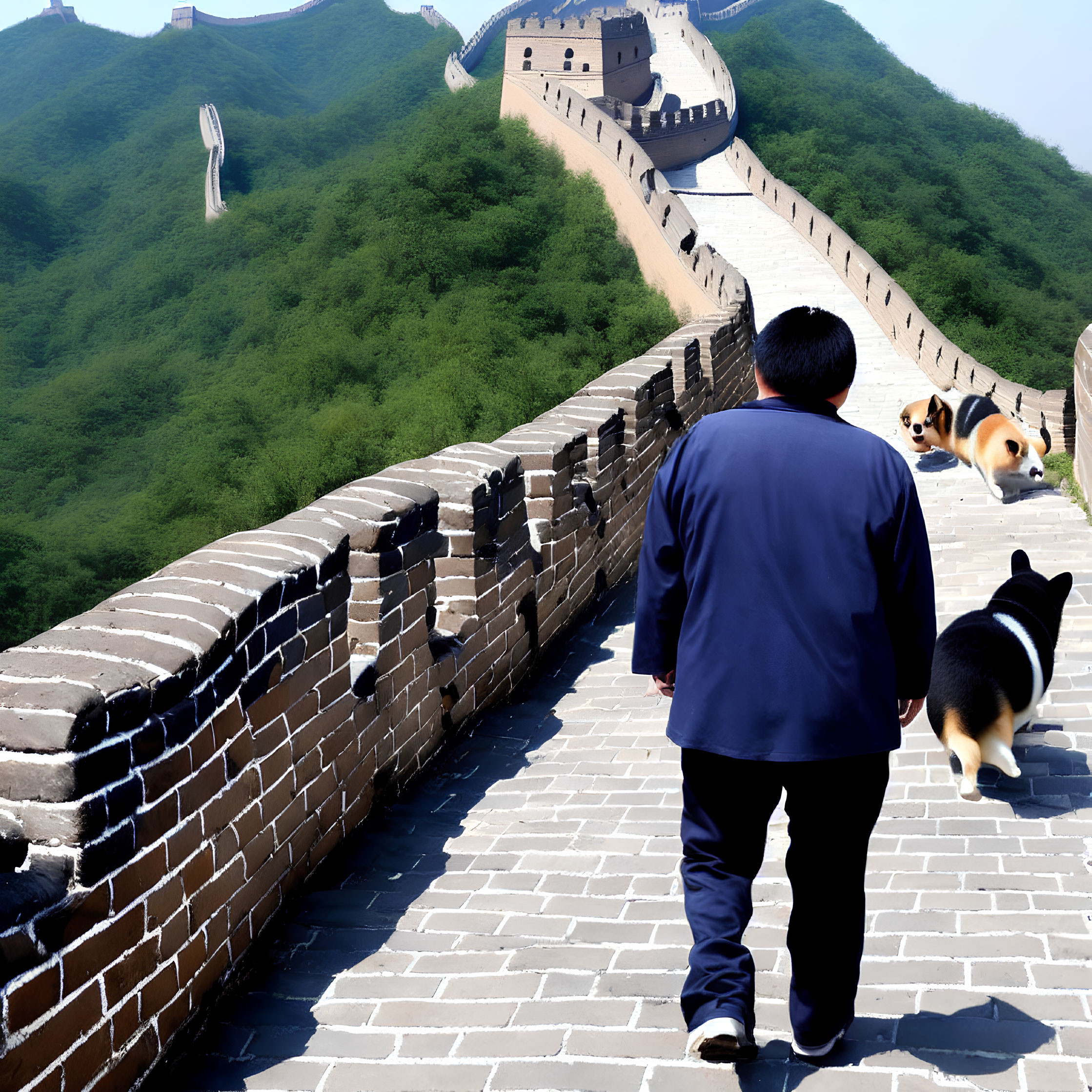 Man in Navy Blue Jacket Walks Great Wall with Two Corgis