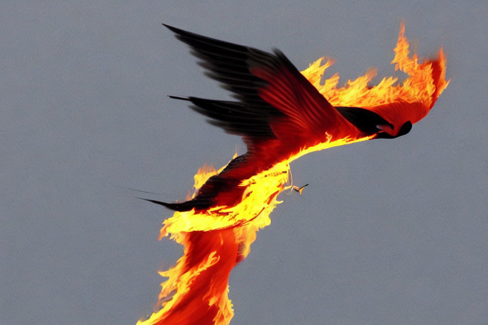 Bird engulfed in flames against dim sky